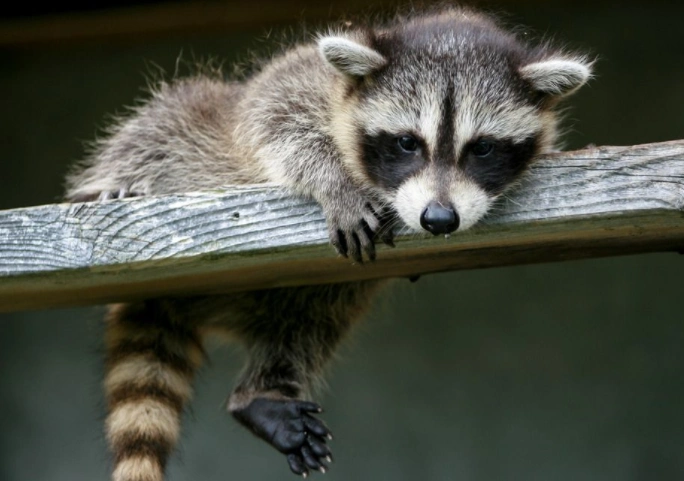 小浣熊又萌又可爱,不少人都想养,但"干脆面君"真的能养吗?