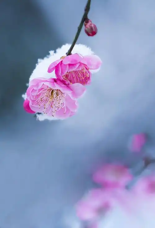 待到梅花飘雪时