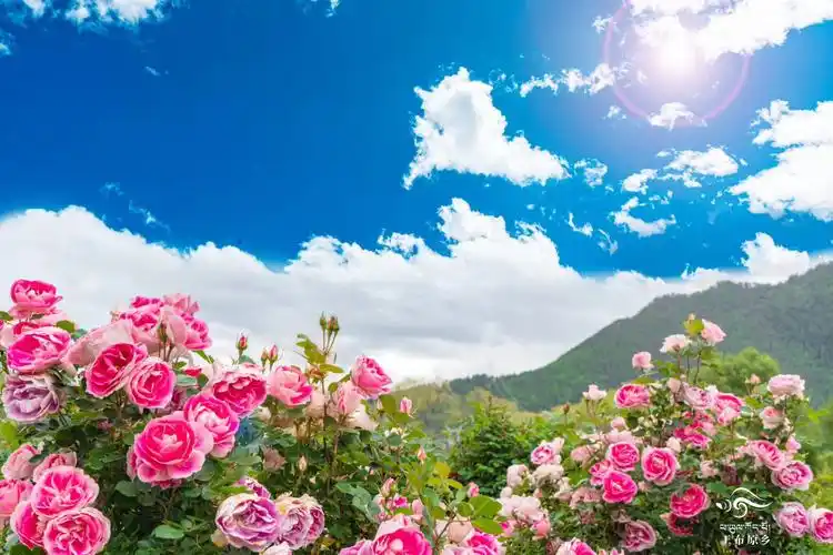 游人驻足,勾勒意境玫瑰红艳,美成风景美翻又奇妙扑面而来的缕缕清香