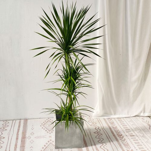 北京同城龙血树龙须树客厅办公室室内高杆造型大型绿植