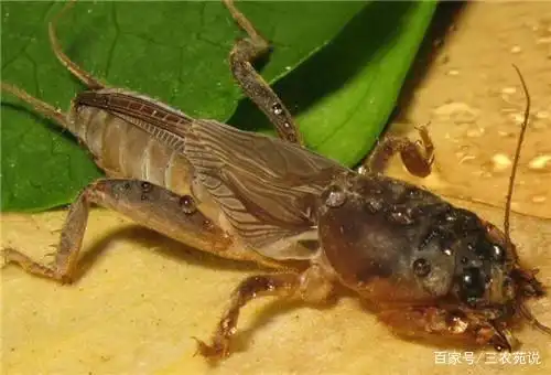 蝼蛄是什么东西?蝼蛄是害虫还是益虫?
