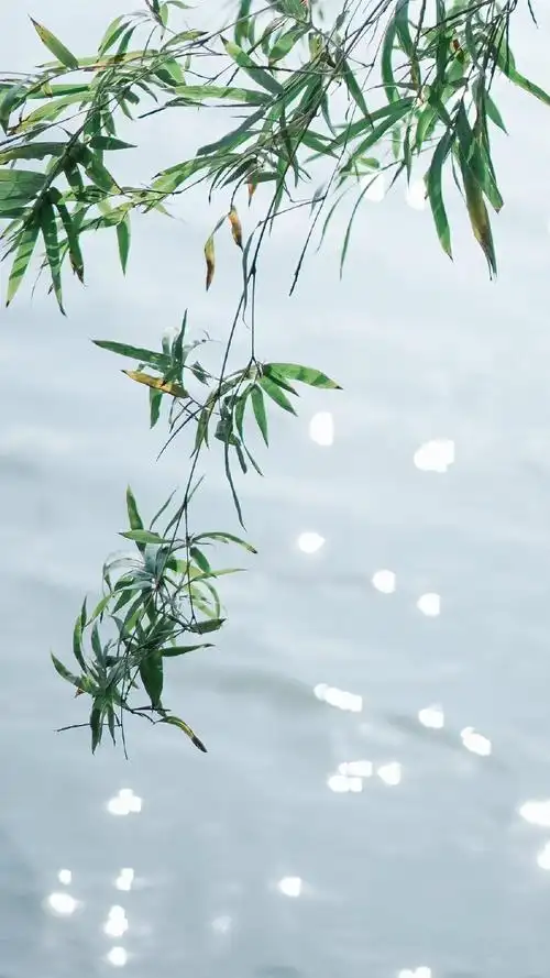 【v粉壁纸】小清新养眼植物【7p】