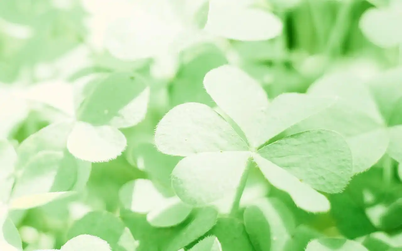 绿色护眼小清新植物图片电脑桌面壁纸