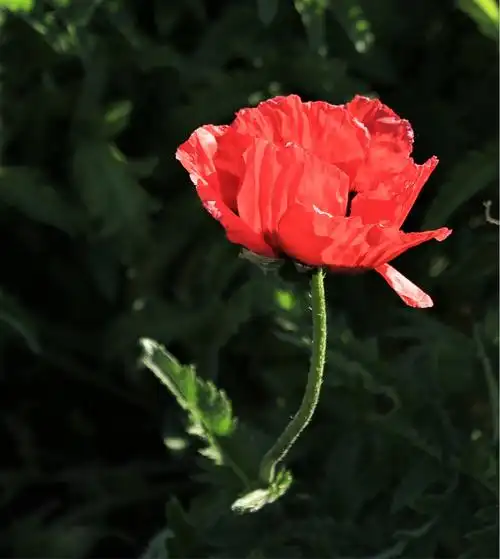 与你相约于庭院 - 东方罂粟花