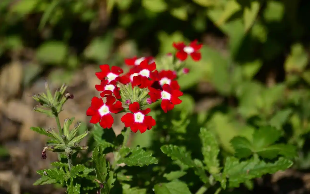 小清新花卉报春花娇艳多姿唯美绽放桌面壁纸