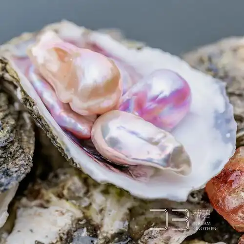 直播开蚌取珍珠天然紫色珍珠淡水爱迪生珍珠蚌妖紫珍珠