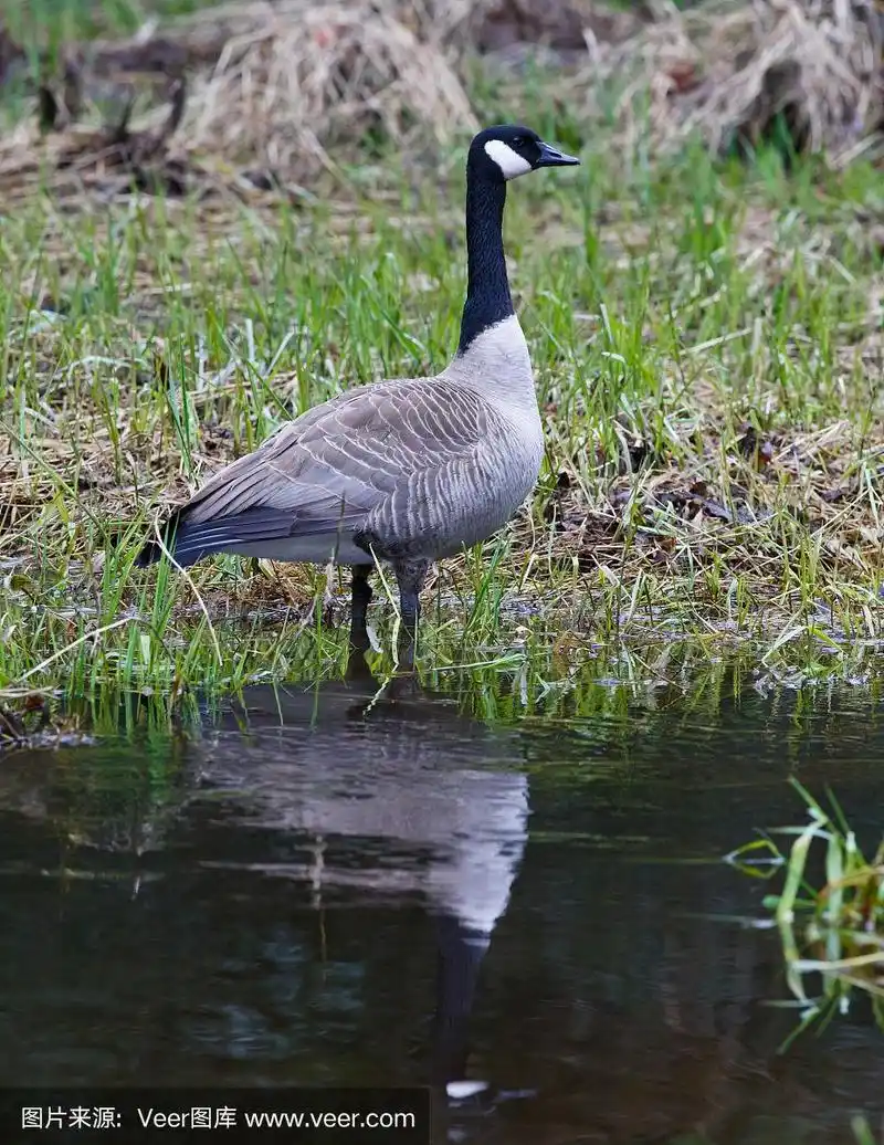 加拿大黑雁,自然,垂直画幅,水,机敏