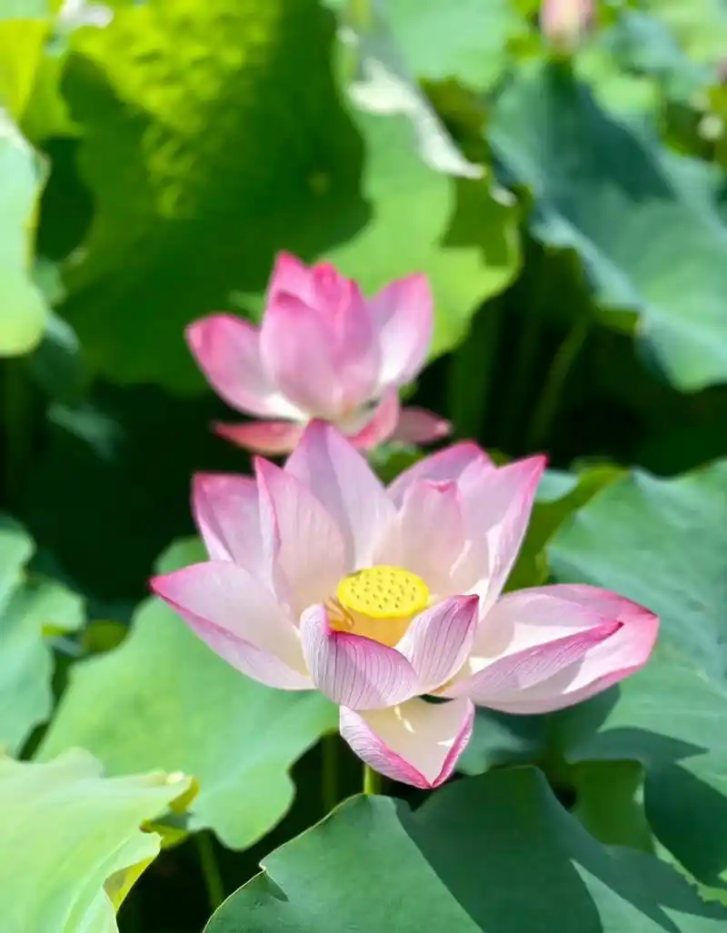 晴空下的莲花真的太美了吧,衬上远处的蓝天白云,更加迷人.