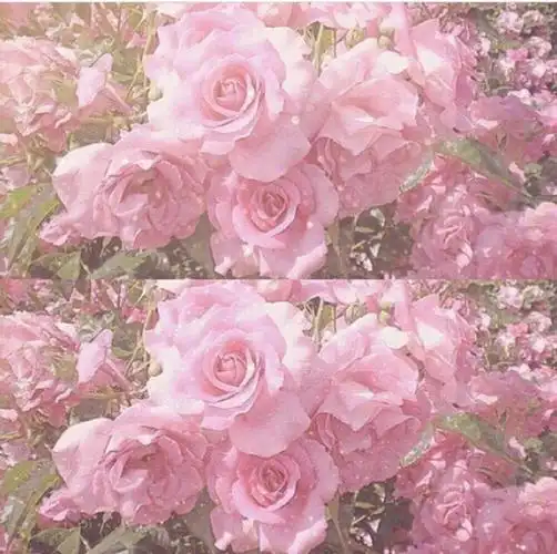 粉色 梦幻 花朵 背景图