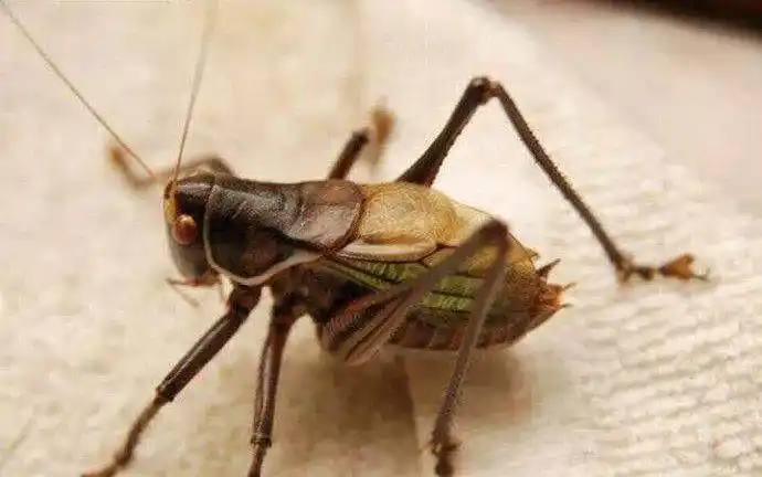 蝈蝈"酣叫"详解