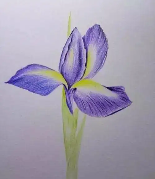 简单易学的鸢尾花彩铅教程