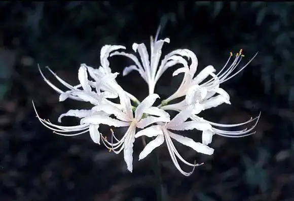 什么花伤感(什么花的花语代表伤感) -情感知识库-动动脑