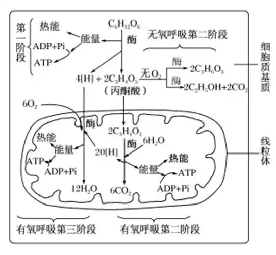 ②过程:呼吸作用过程图解第一阶段,(葡萄糖)c6h12o6→2c3h4o3(丙酮酸)