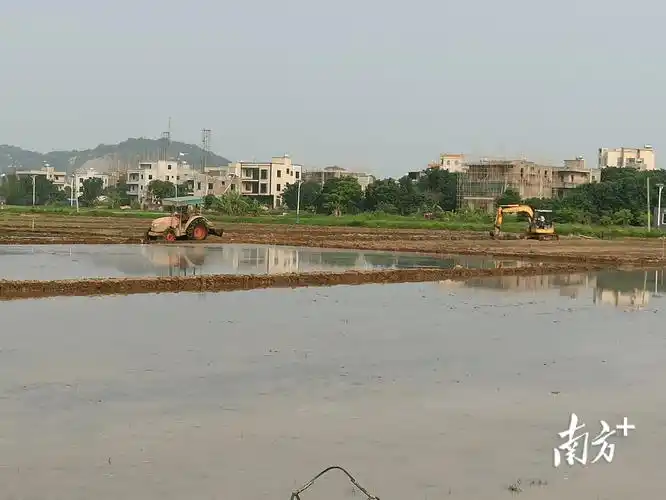茂名滨海新区电城镇扎实推进撂荒地复耕复种数百亩荒田染新绿