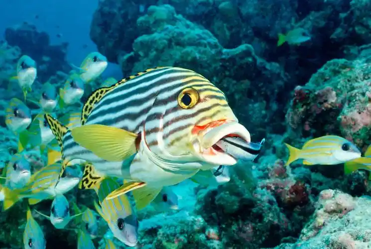 银河幻影vr带你科普海洋小知识:鱼真的只有只有7秒的记忆吗?_人类_脊