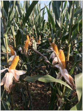 河南省天中种子有限责任公司,河南种业,玉米高产品种,高产玉米种子