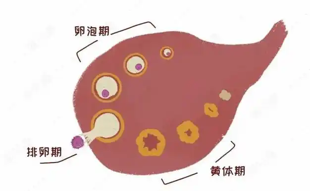 同房时太猛还可能撞破,引发"血案"|出血|妊娠|卵子|黄体|小康|蛋黄