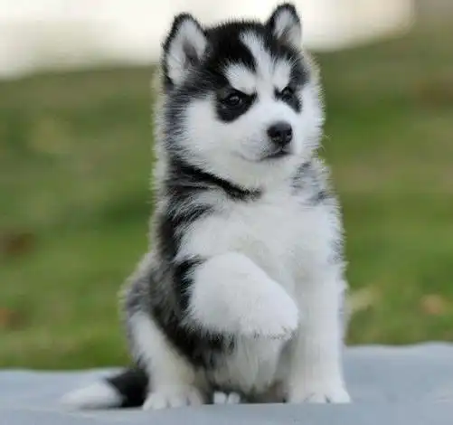 三把火哈士奇丨萌哈超二