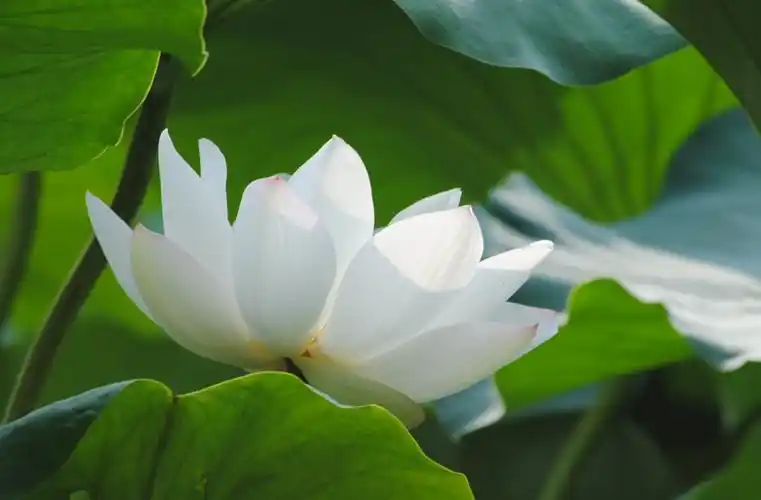 白色的荷花