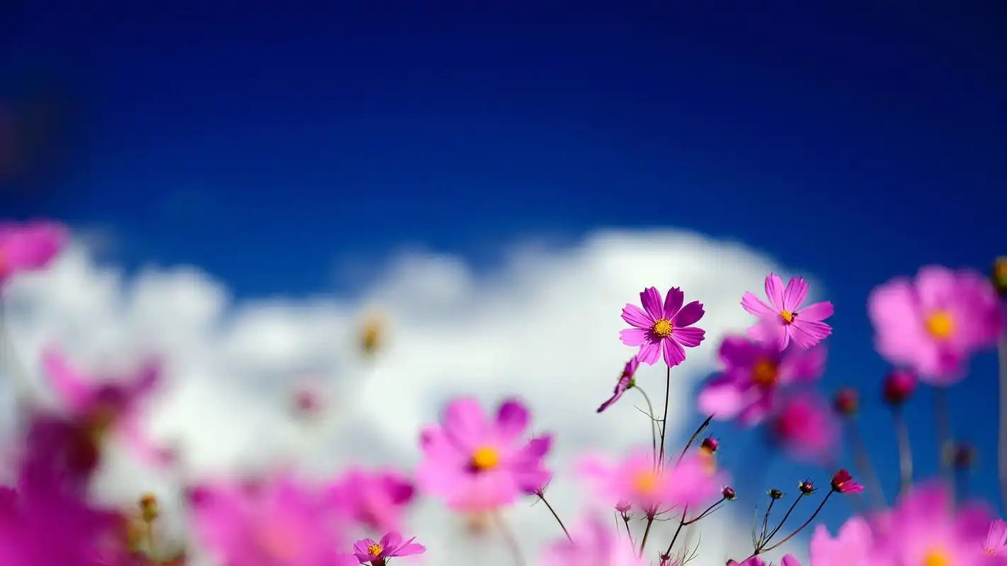 春天唯美意境花朵壁纸唯美意境图片花朵图片1920x1080高清壁纸春天