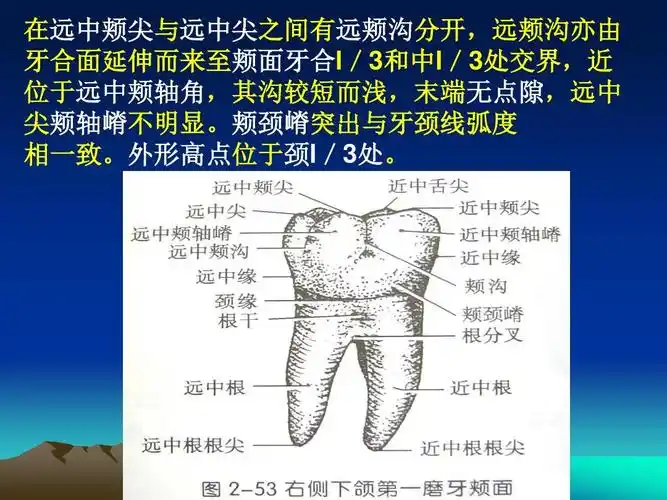 口腔下颌磨牙解剖形态ppt