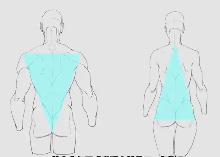 画画总是男女不分3招教你学会男女背部的画法差异