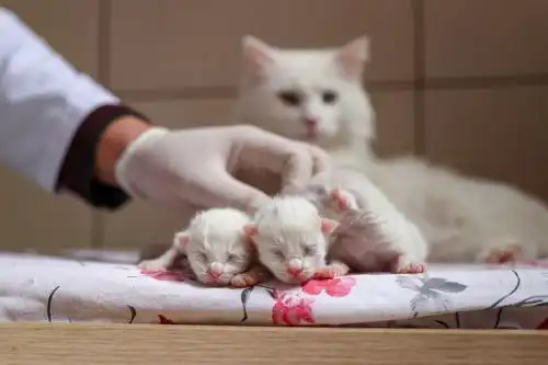 超可爱土耳其新生梵猫宝宝亮相萌化人心