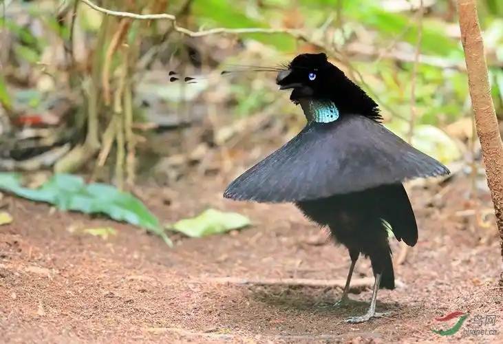 阿法六线风鸟western parotia.jpg