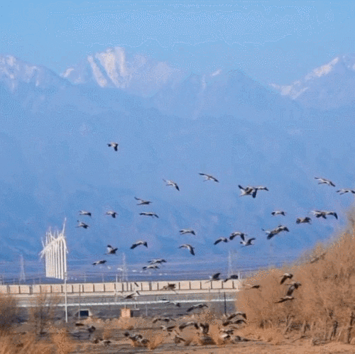 530_529gif 动态图 动图