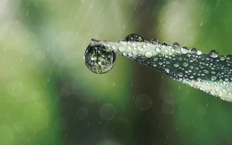 植物图片 高清护眼清新绿色植物图片壁纸