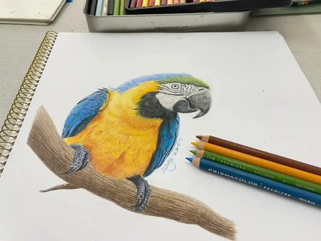 画一只鹦鹉吧～#彩铅 #原创#手绘 - 抖音