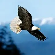 头像鹰霸气好看的鹰头像大全图片