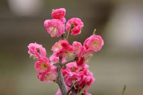 其它 春梅迎新年 梅花       蒋维翰  白玉堂前一树梅,今朝忽见数花开