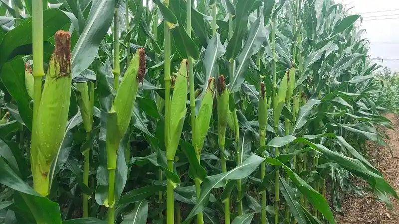 玉米怎么种植才能高产?玉米到底应该怎样施肥?