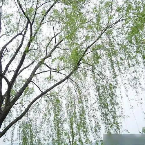 可是,伴随而来的,还有一种恼人的事物:漫天飘扬的杨柳絮!