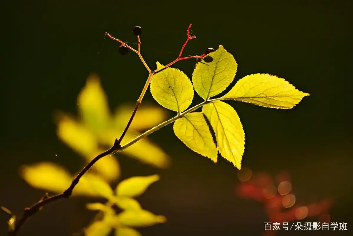 路边小叶子,咋拍成漂亮文艺照片?这4个摄影技巧,简单实用