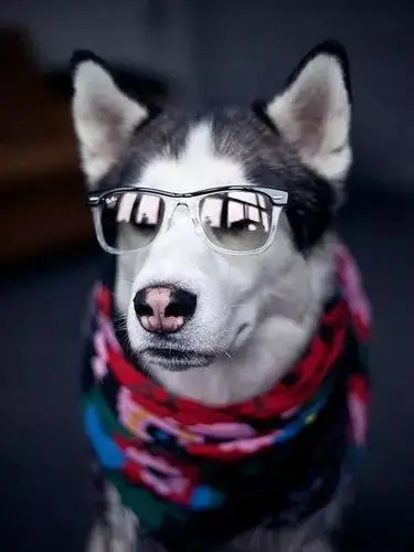 二哈带上墨镜后竟完全变成了另一只狗