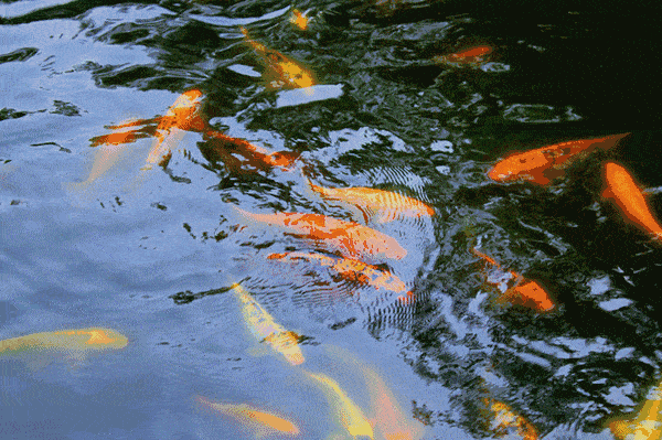 600_399gif 动态图 动图