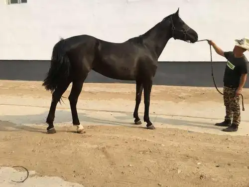 半血马出售价格