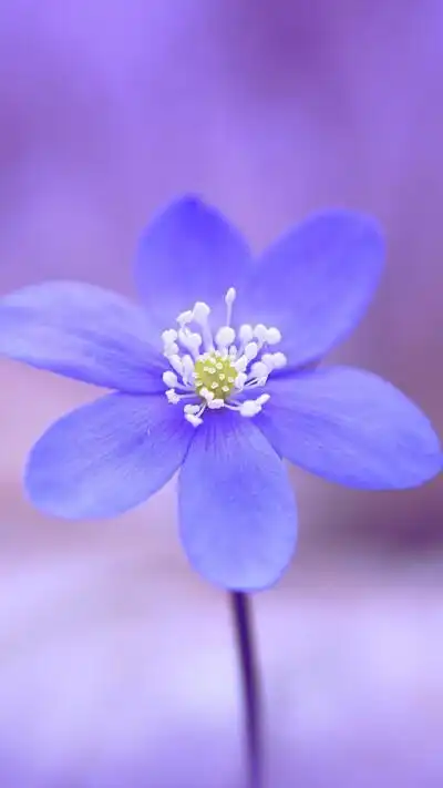 田园 绿色 自然 淡雅 风景名胜 壁纸 素材 锁屏 屏保 高清 无水印