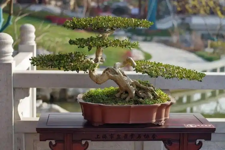 "一寸三弯"的扬派盆景亮相"海韵·江南风"盆景赏石展_瘦西湖_风景区