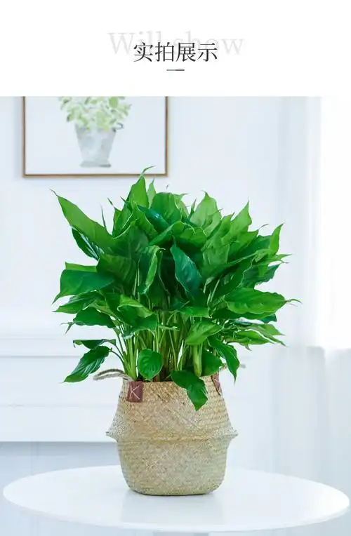 惜林园 万年青盆栽植物室内绿植大型四季常青大叶办公室吸甲醛 万年青