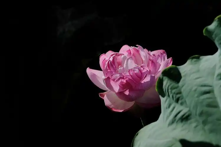 荷花(22年花卉 158)-中关村在线摄影论坛