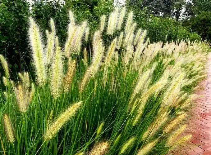 10种常用观赏草品种图鉴