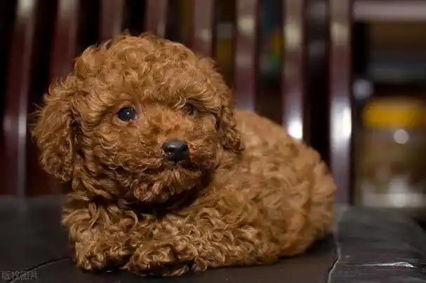 白色泰迪为什么身上会有棕色的杂毛,棕泰迪身上出现白毛(轻松挑选"