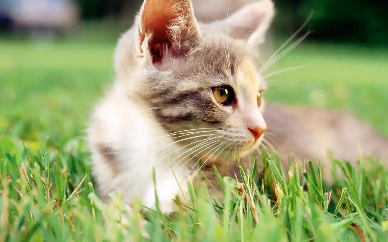 唯美可爱呆萌喵星人小清新绿色护眼桌面壁纸