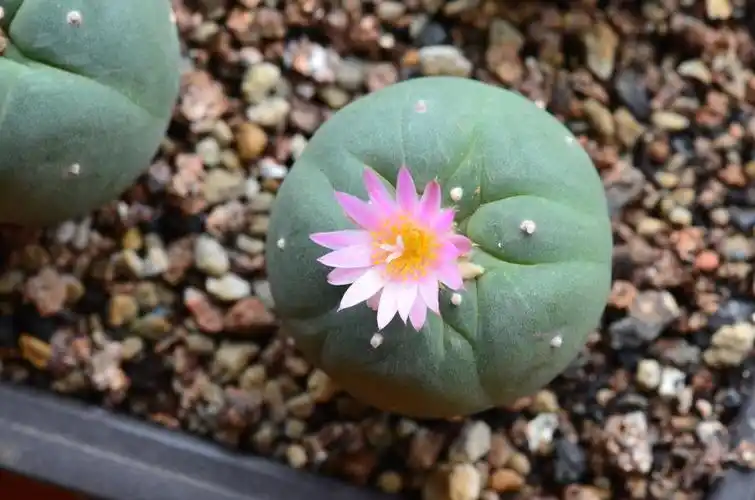 乌羽玉播种时间