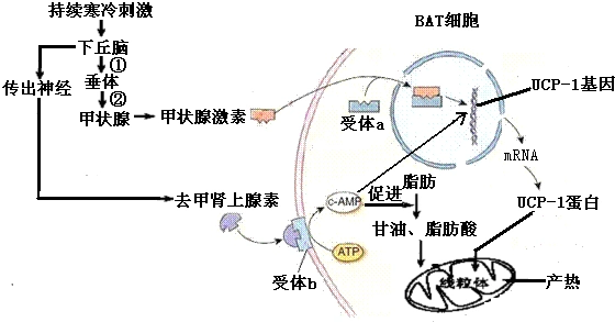 正常参考范围内甲状腺激素与脂肪分布的相关性分析