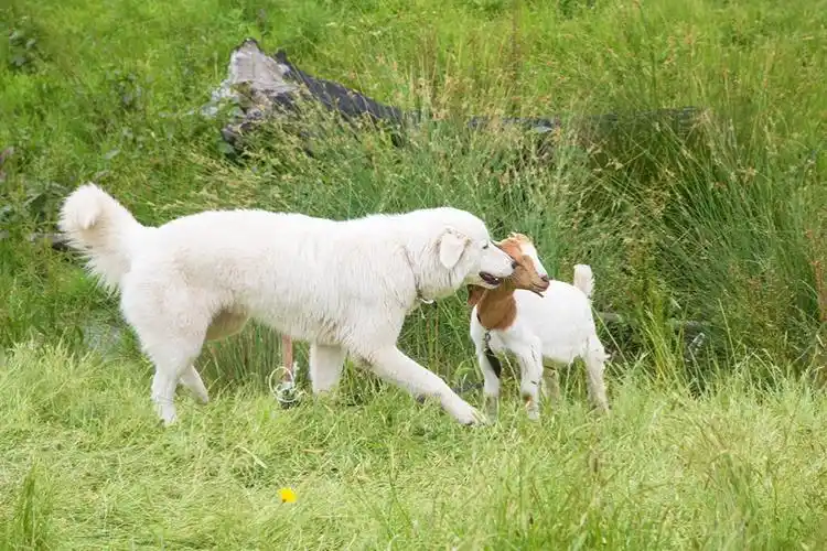 好和谐都画面,狗与羊的温馨!