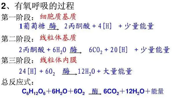有氧呼吸和无氧呼吸各时期的特点(列表)